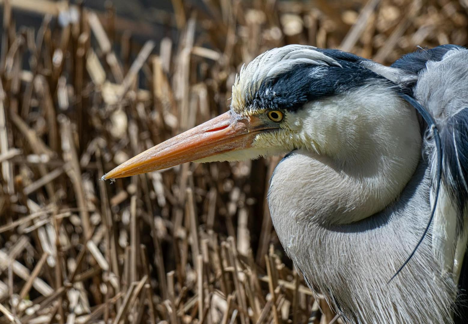 Head of Grey Heron